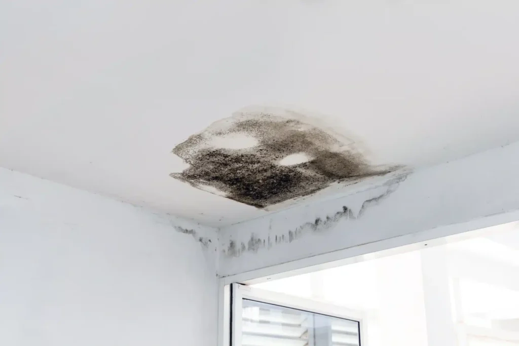 Water Leak Cause Mold
